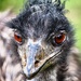 The Cornish National bird? by swillinbillyflynn