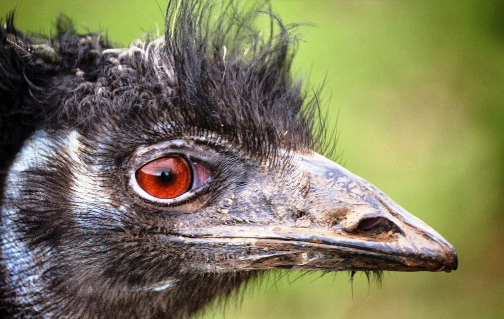 Edmund the Emu by swillinbillyflynn