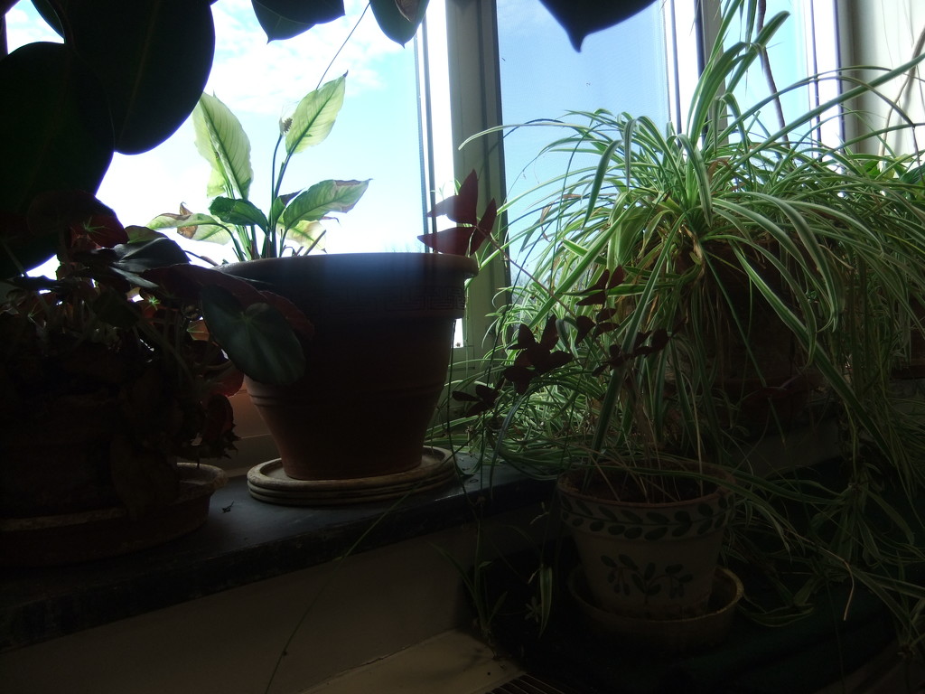 Plants in the Window by gratitudeyear