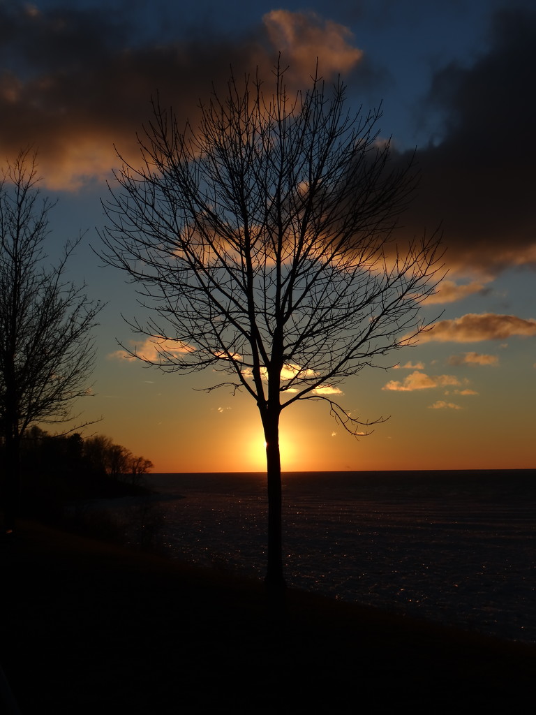 Sun Behind A Tree by brillomick