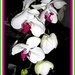 Orchids by vernabeth