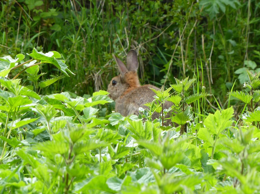  Rabbit at Montgomeryshire Wildlife Trust Reserve      by susiemc
