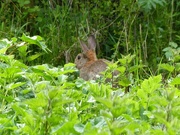 6th Jun 2015 -  Rabbit at Montgomeryshire Wildlife Trust Reserve     