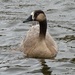  My Beautiful Mystery Goose  by susiemc