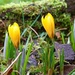 The First Crocuses by susiemc