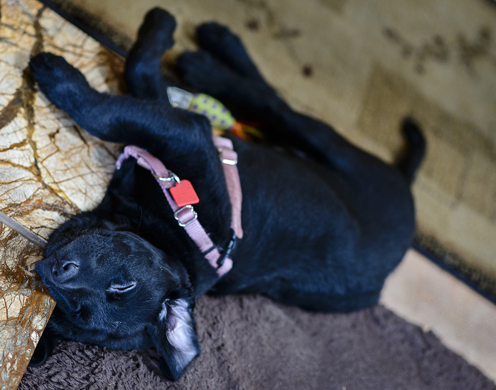 Tuckered Out  by jgpittenger