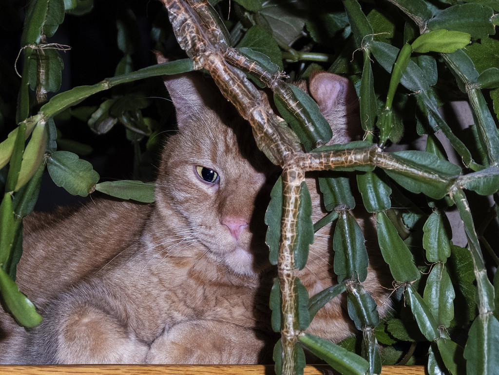 Zumbo Resorts to Being a Jungle Cat  by jgpittenger