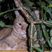 Zumbo Resorts to Being a Jungle Cat  by jgpittenger