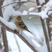 0203_9498 First finch by pennyrae