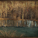 Woodland Reflection by essiesue