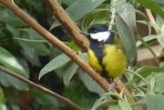 5th Feb 2016 - Great tit waiting to seize his moment at the feeders