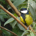 Great tit waiting to seize his moment at the feeders by helenhall