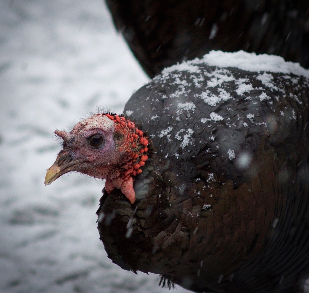 Turkey in the snow by berelaxed