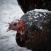 Turkey in the snow by berelaxed