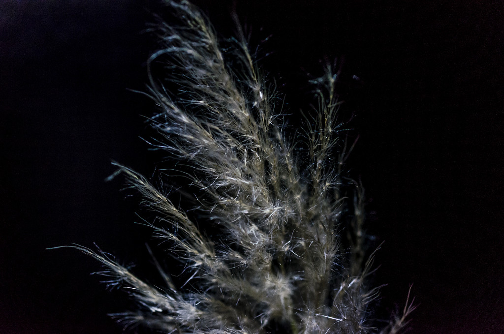 Pampus Grass by tonygig