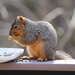 Squirrel Thief! by essiesue