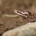 Baby Snake by leonbuys83