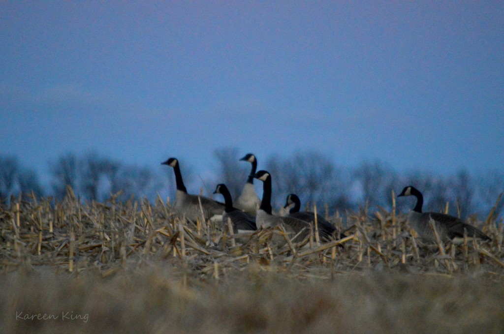 Geese at Blue Dusk by kareenking