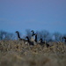 Geese at Blue Dusk by kareenking