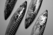 5th Feb 2016 - OCOLOY Day 36: Fishy Business!