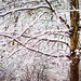 Snowy Maple by mzzhope