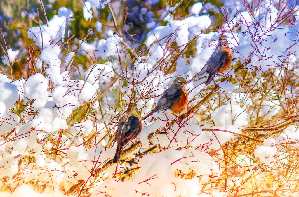 American Robins on the move! by mzzhope