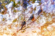 5th Feb 2016 - American Robins on the move!