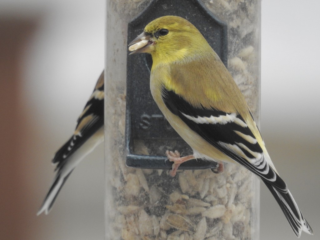 goldfinches at the feeder by amyk