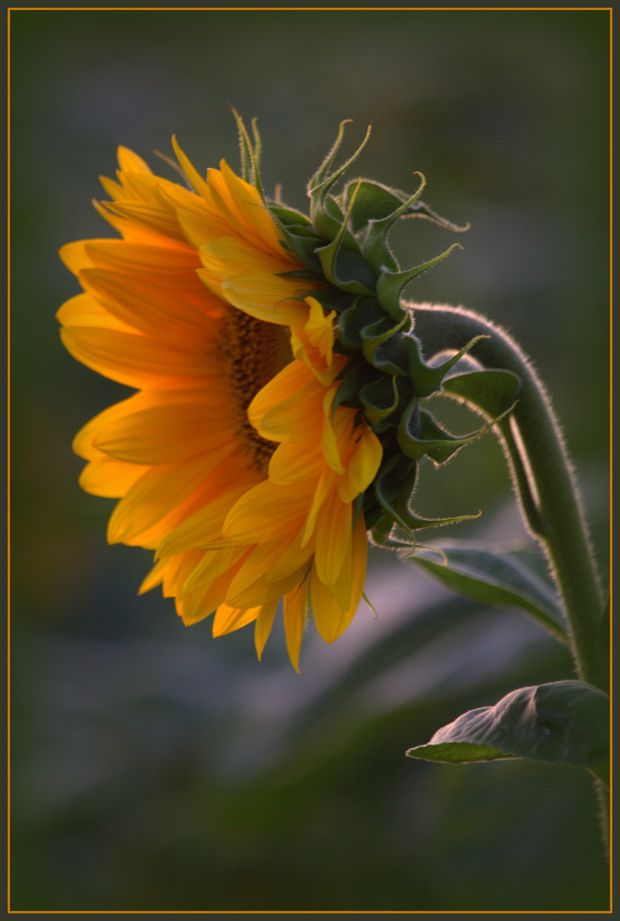 Sunflower in the sunshine by dide