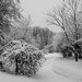 Snowy Backyard   by radiogirl