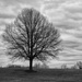 One tree by tracys