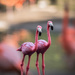 Flamingo Friday 004 by stray_shooter