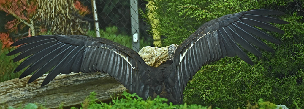 The Condor Flexes by joysfocus