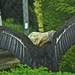The Condor Flexes by joysfocus