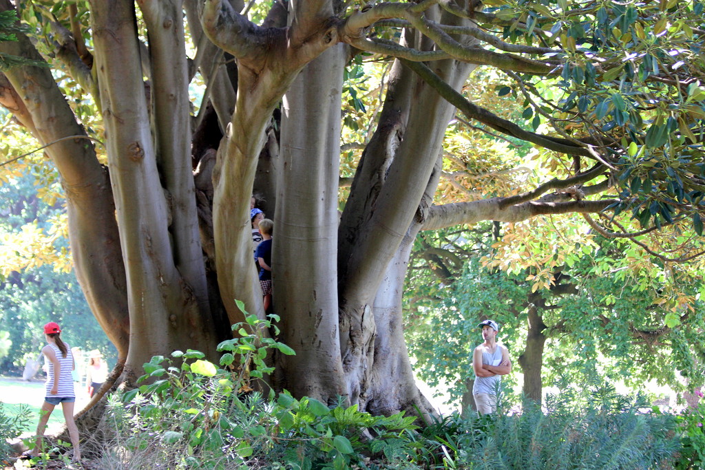 The magic faraway tree by gilbertwood