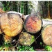 Logs... by ajisaac