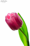 6th Feb 2016 - Pink tulip