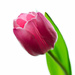 Pink tulip by elisasaeter