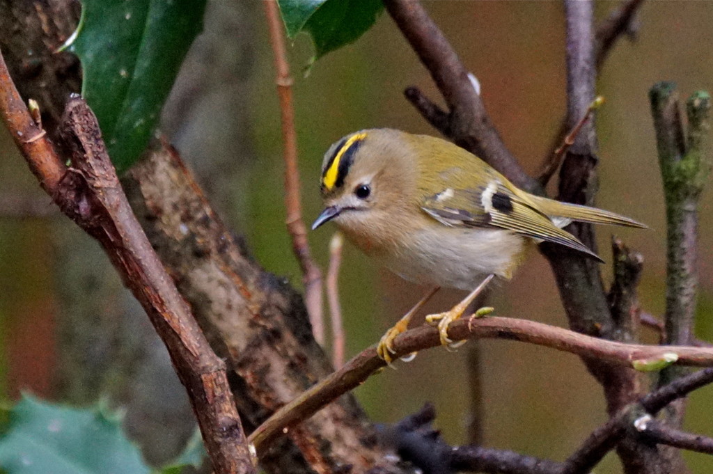 GOLDCREST GALLERY -TWO by markp