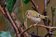 4th Feb 2016 - GOLDCREST GALLERY -TWO