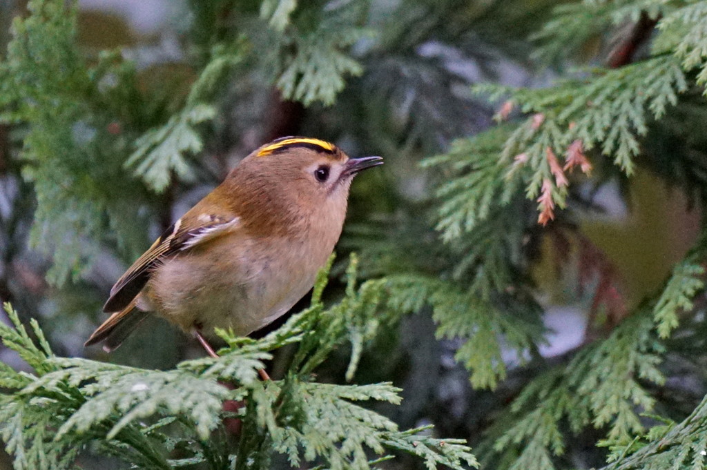 GOLDCREST GALLERY -ONE by markp