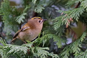 4th Feb 2016 - GOLDCREST GALLERY -ONE
