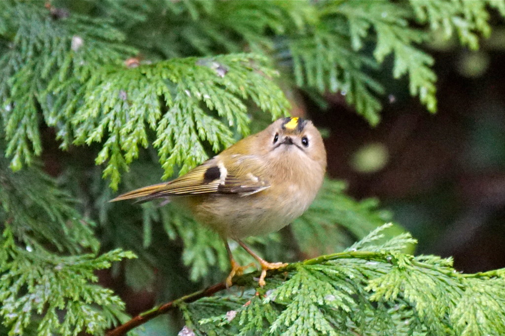 GOLDCREST GALLERY -THREE by markp