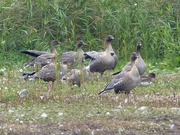 29th Oct 2015 -  Pink Footed Geese