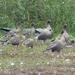  Pink Footed Geese by susiemc