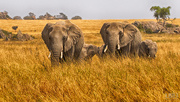 6th Feb 2016 - Serengeti Elephants