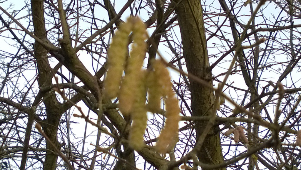 Catkins by cataylor41