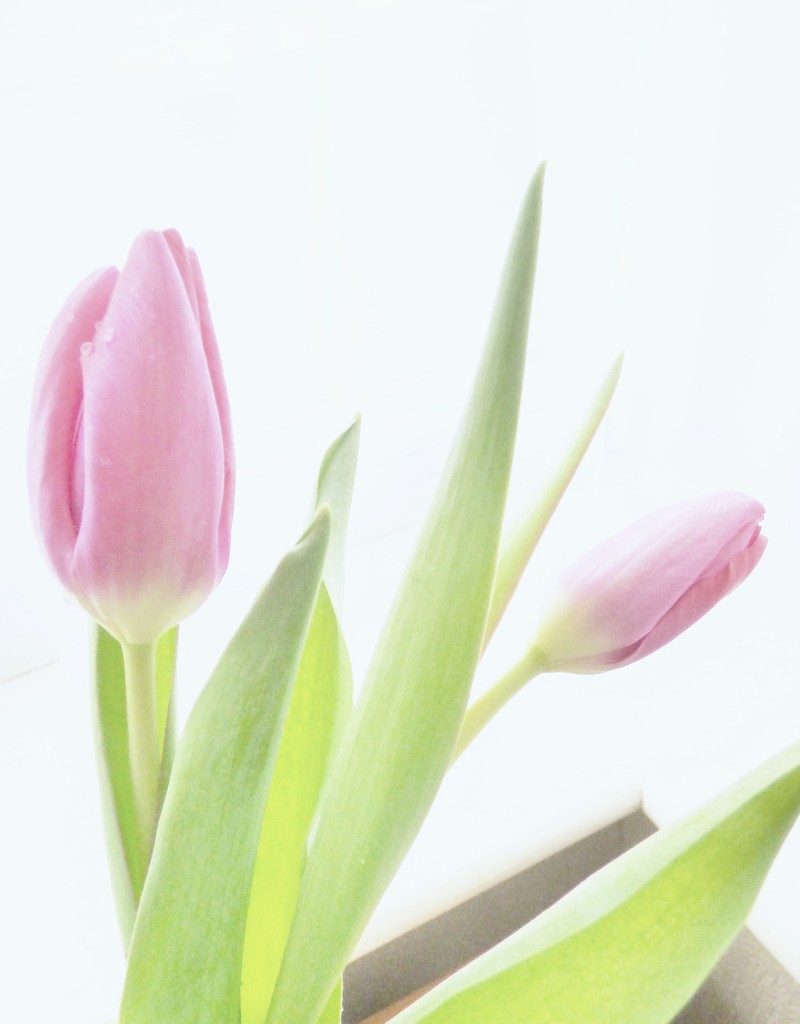 Tulips by beryl