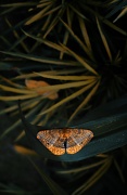 29th Nov 2010 - A Moth In Hiding