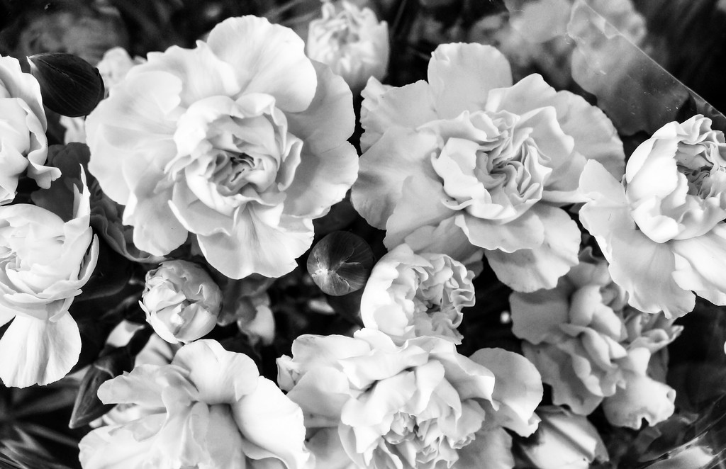 Noir flowers by cristinaledesma33